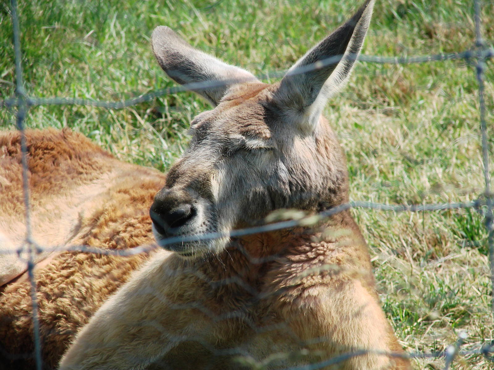 Safari Niagara - June 9th