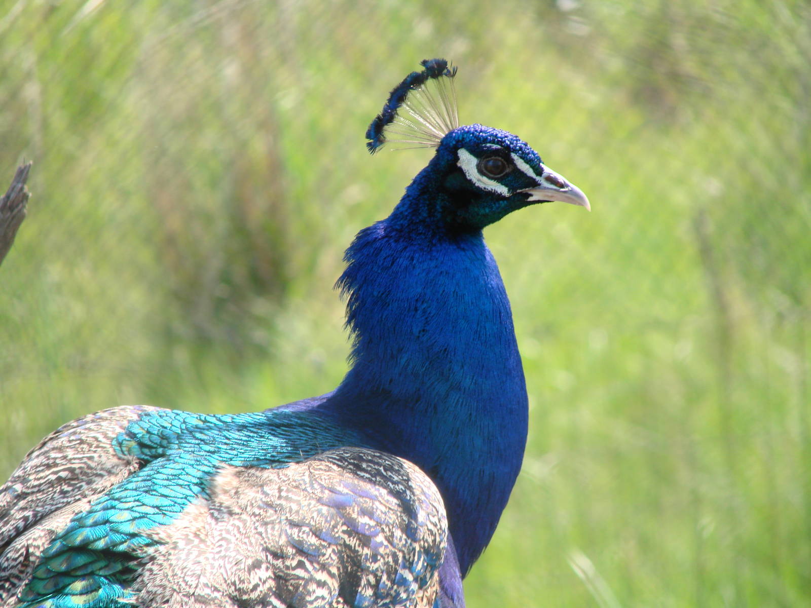 Safari Niagara - June 9th