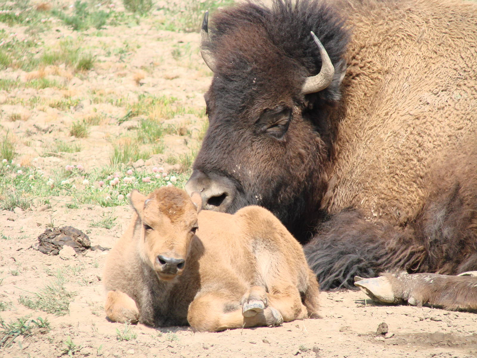 Safari Niagara - June 9th