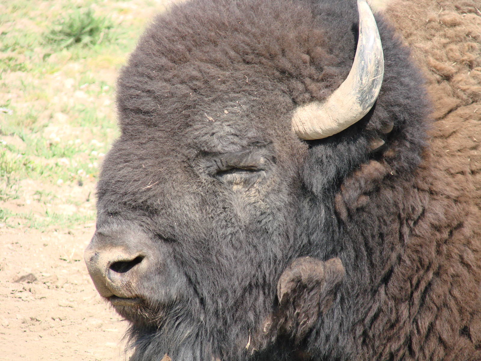 Safari Niagara - June 9th