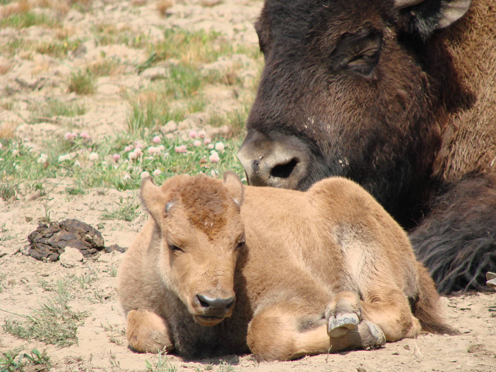 Safari Niagara - June 9th