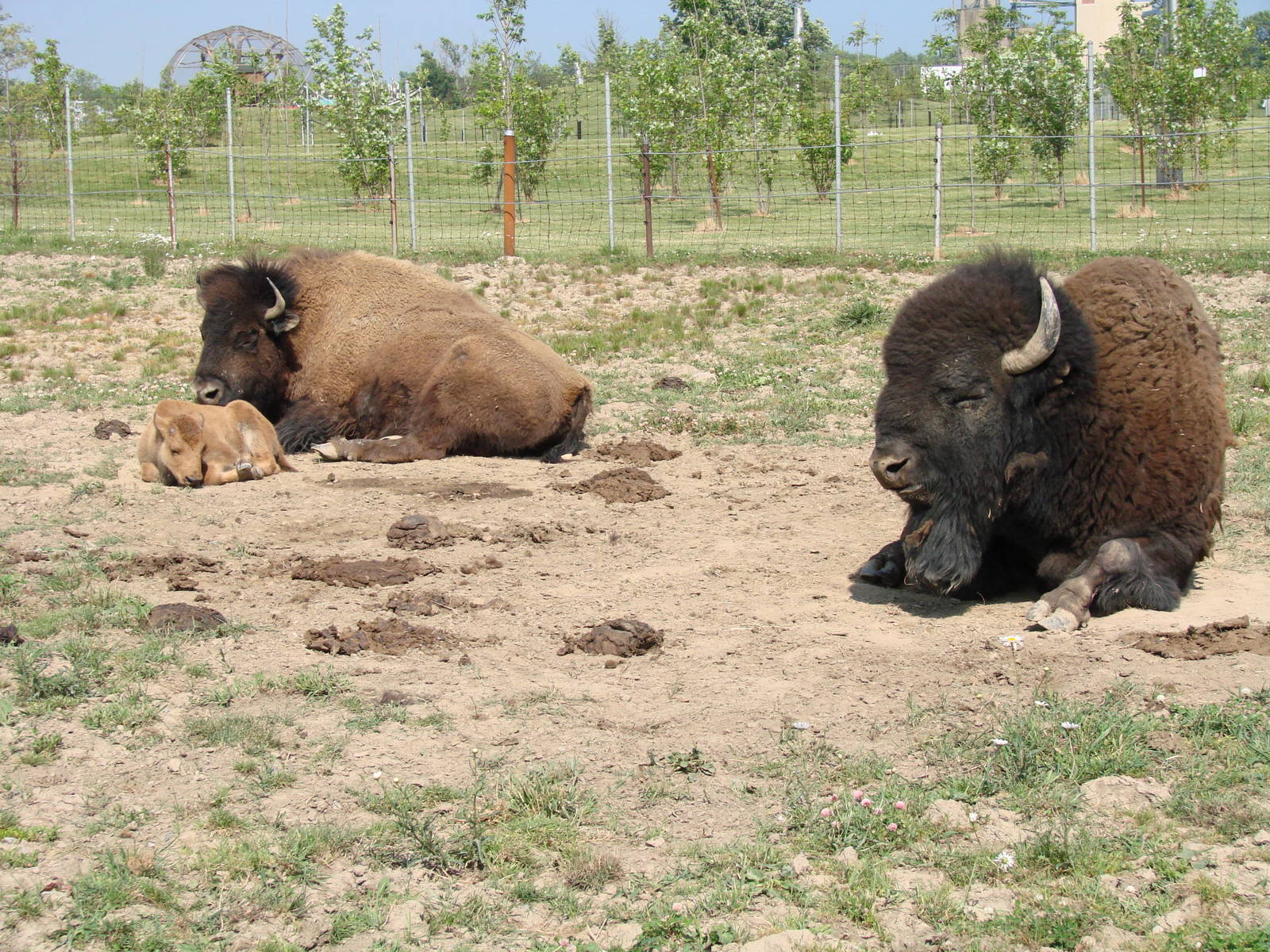 Safari Niagara - June 9th