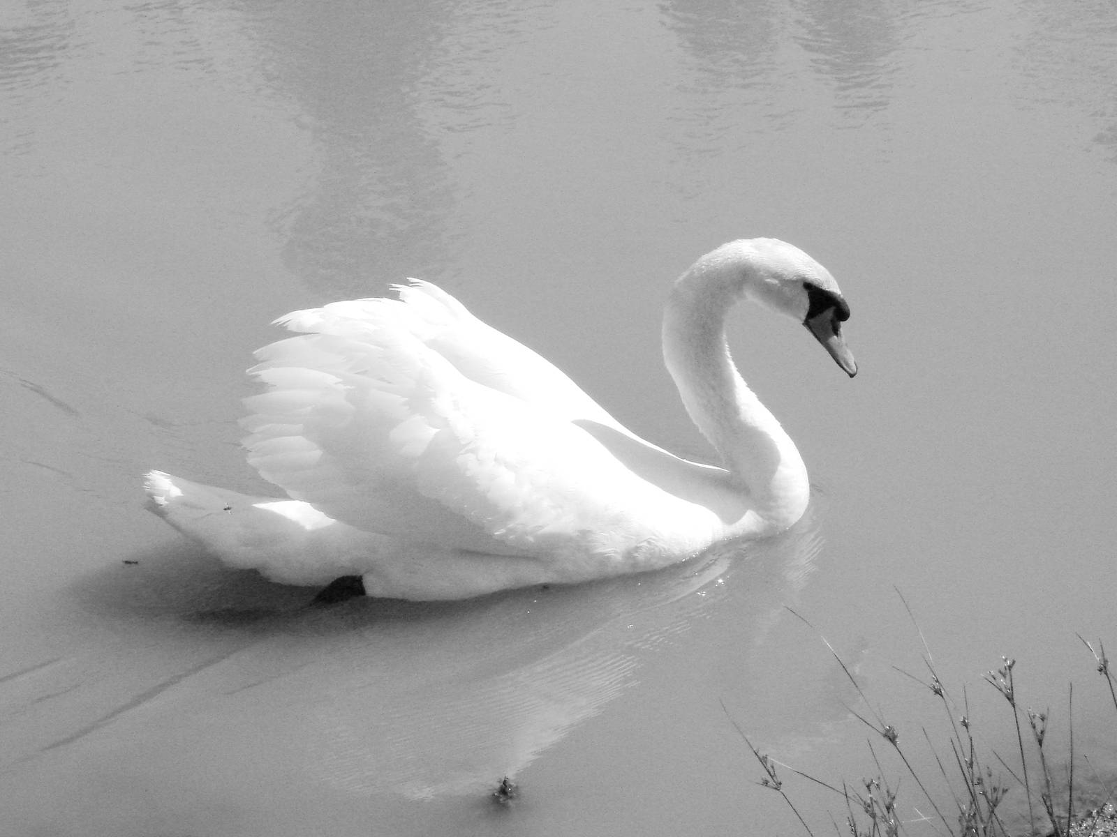 Safari Niagara - June 9th