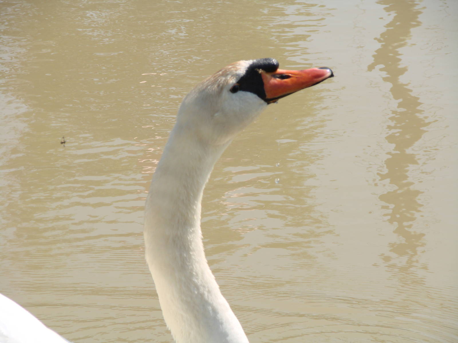 Safari Niagara - June 9th