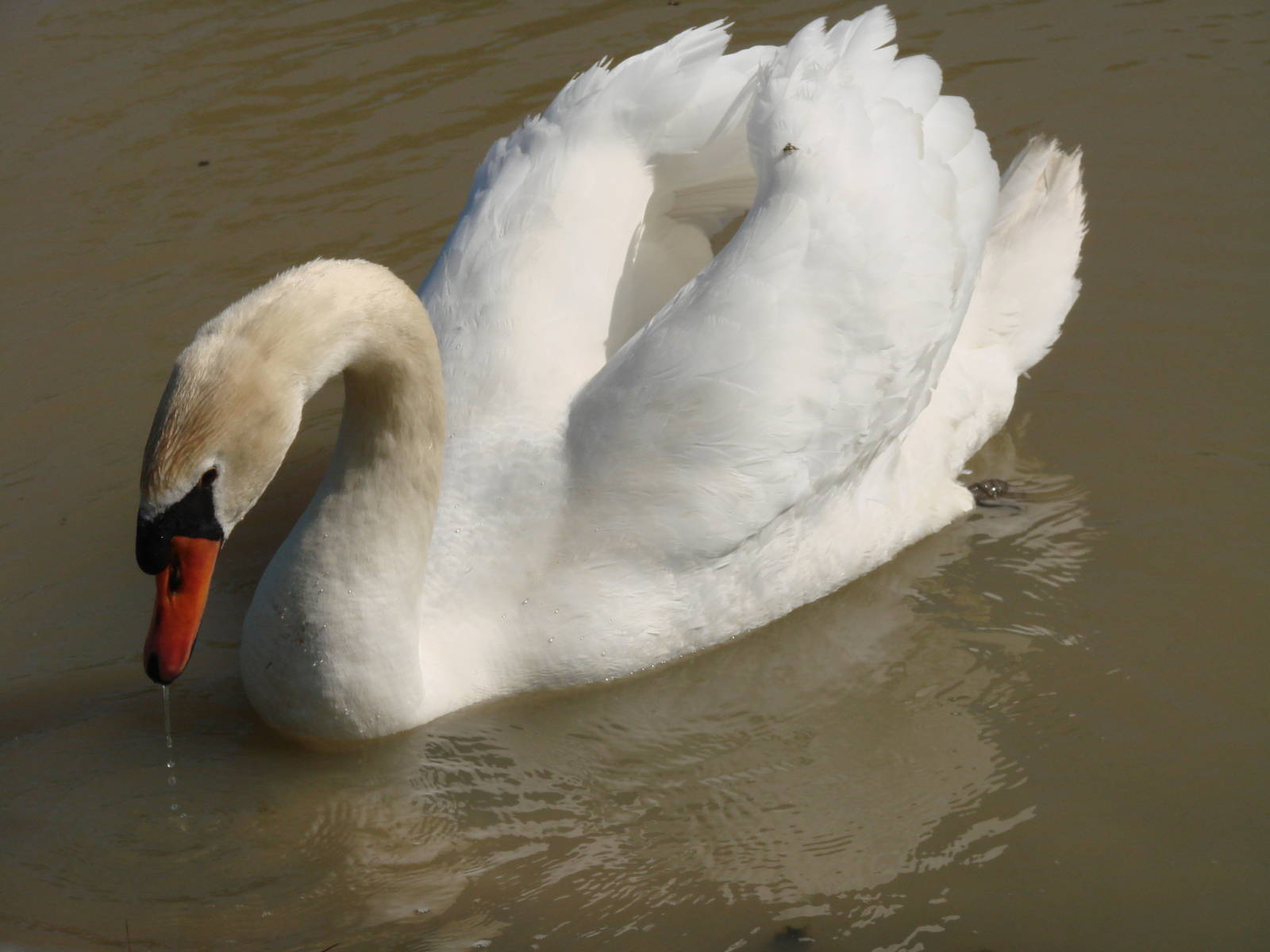 Safari Niagara - June 9th