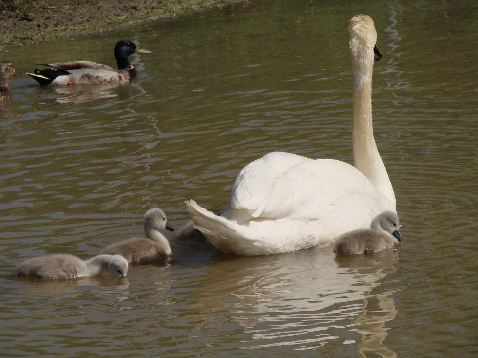Safari Niagara - June 9th