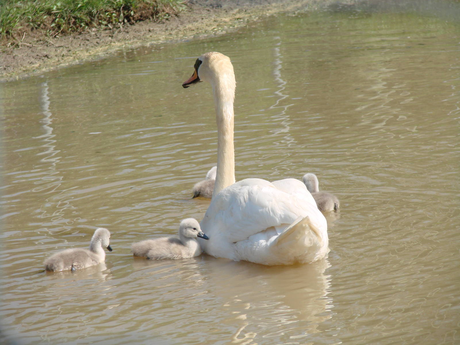 Safari Niagara - June 9th