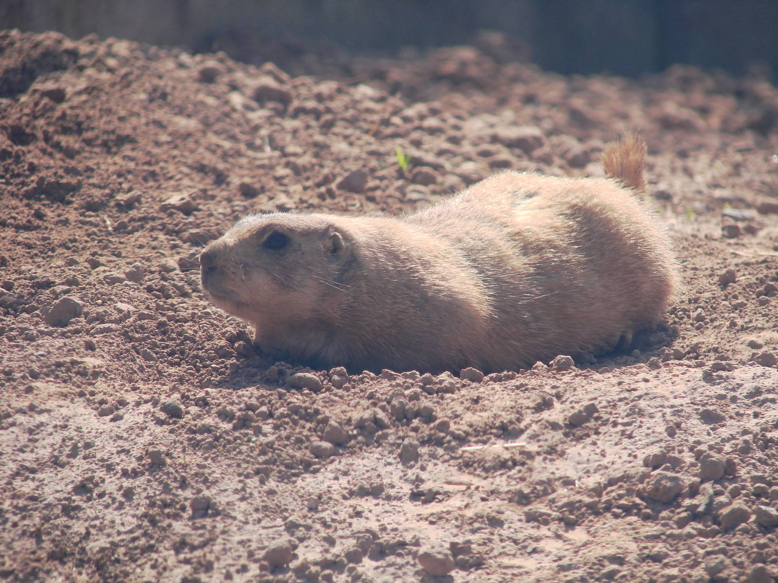 Safari Niagara - June 9th