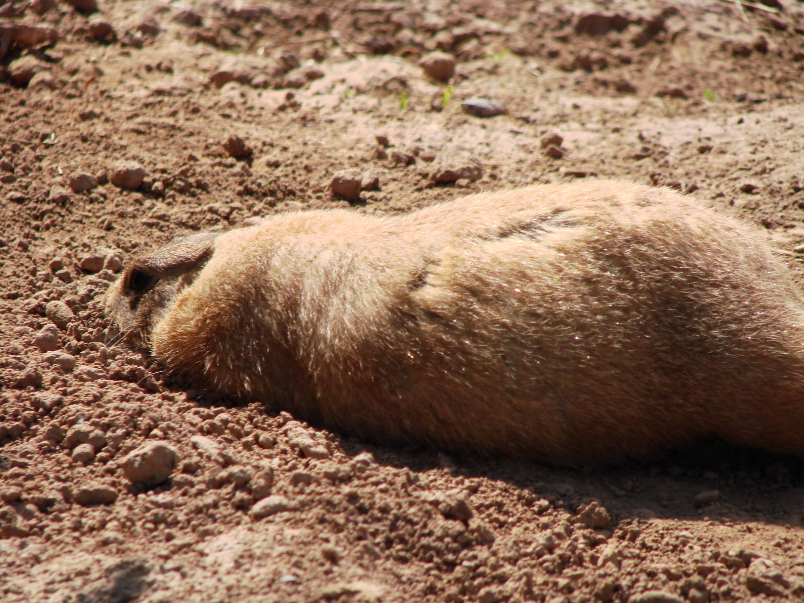 Safari Niagara - June 9th