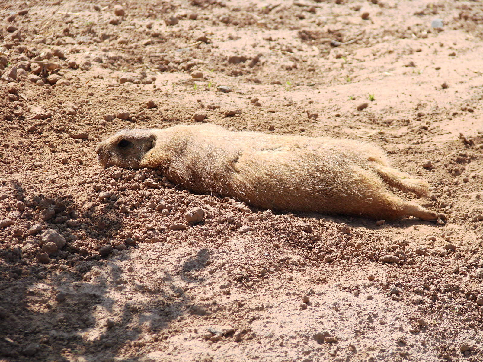 Safari Niagara - June 9th