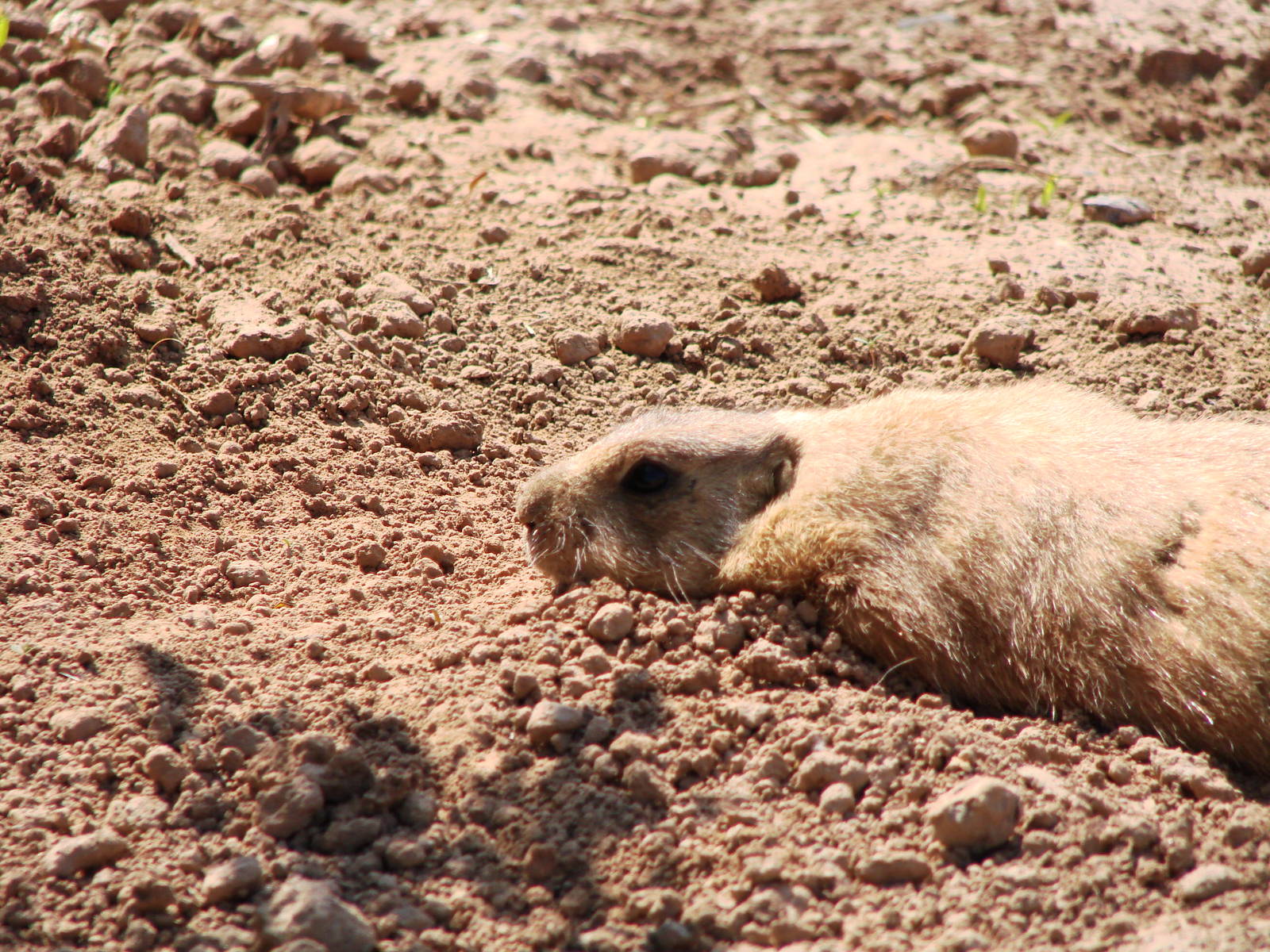 Safari Niagara - June 9th