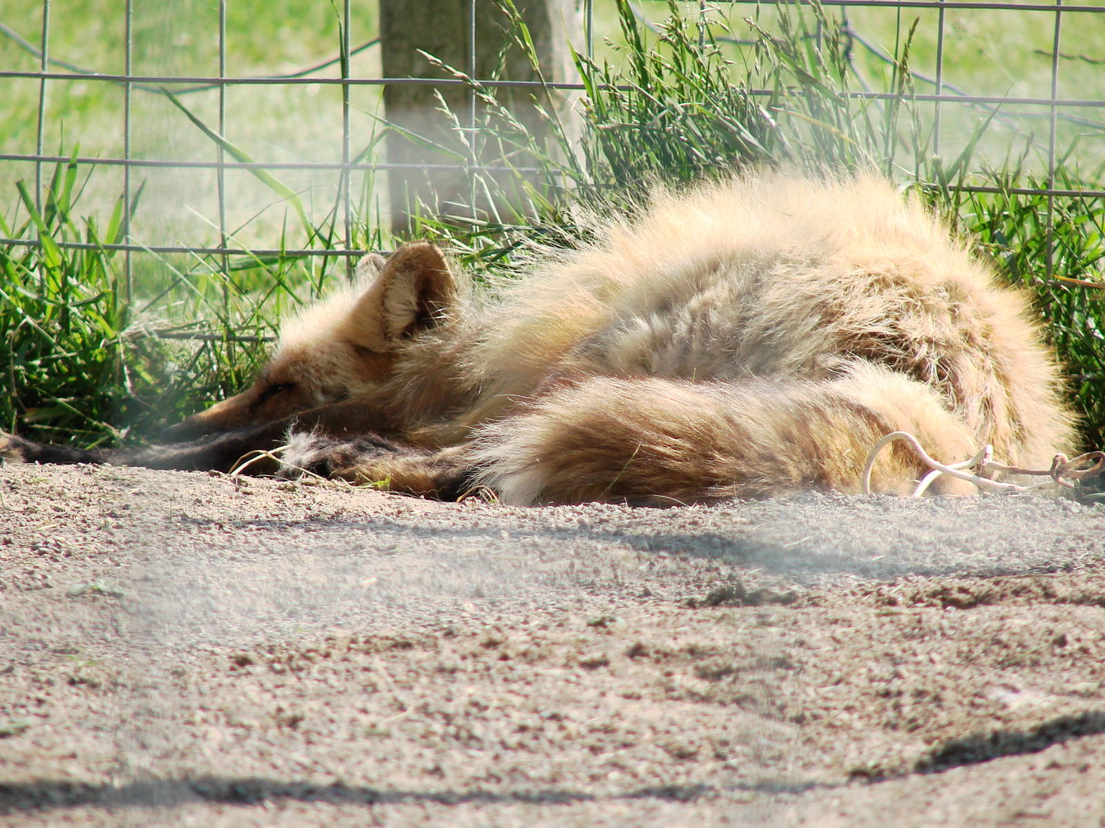 Safari Niagara - June 9th