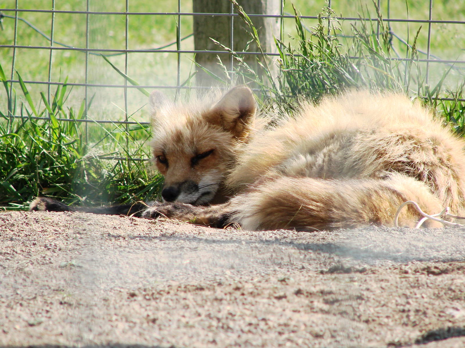 Safari Niagara - June 9th
