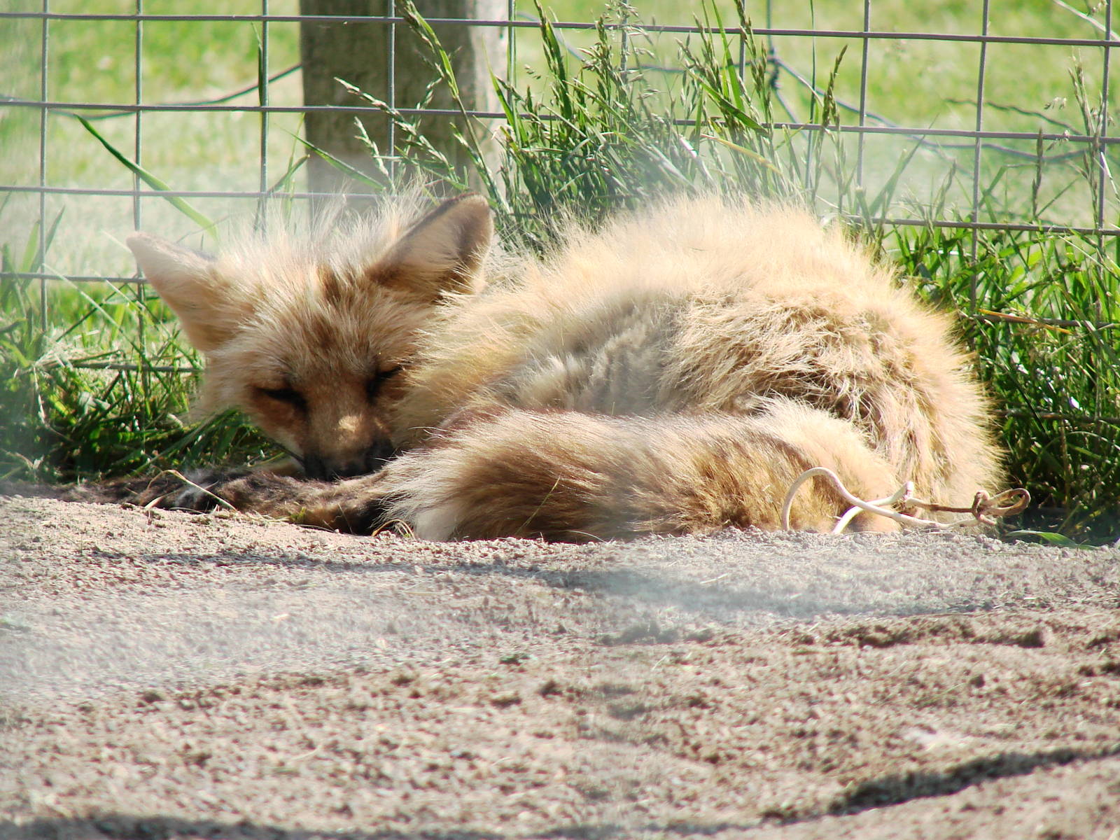 Safari Niagara - June 9th