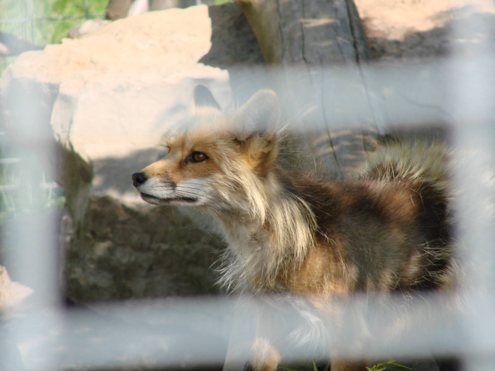 Safari Niagara - June 9th