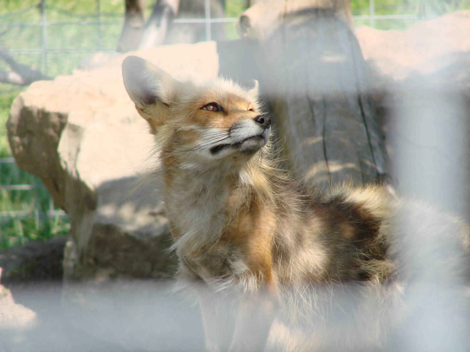 Safari Niagara - June 9th