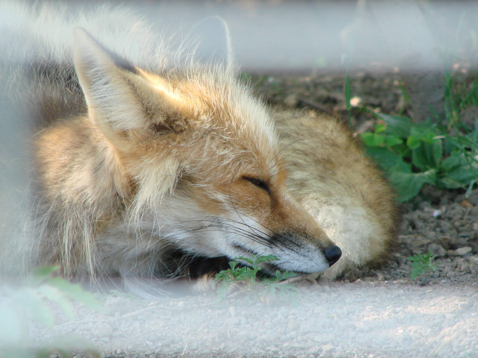 Safari Niagara - June 9th