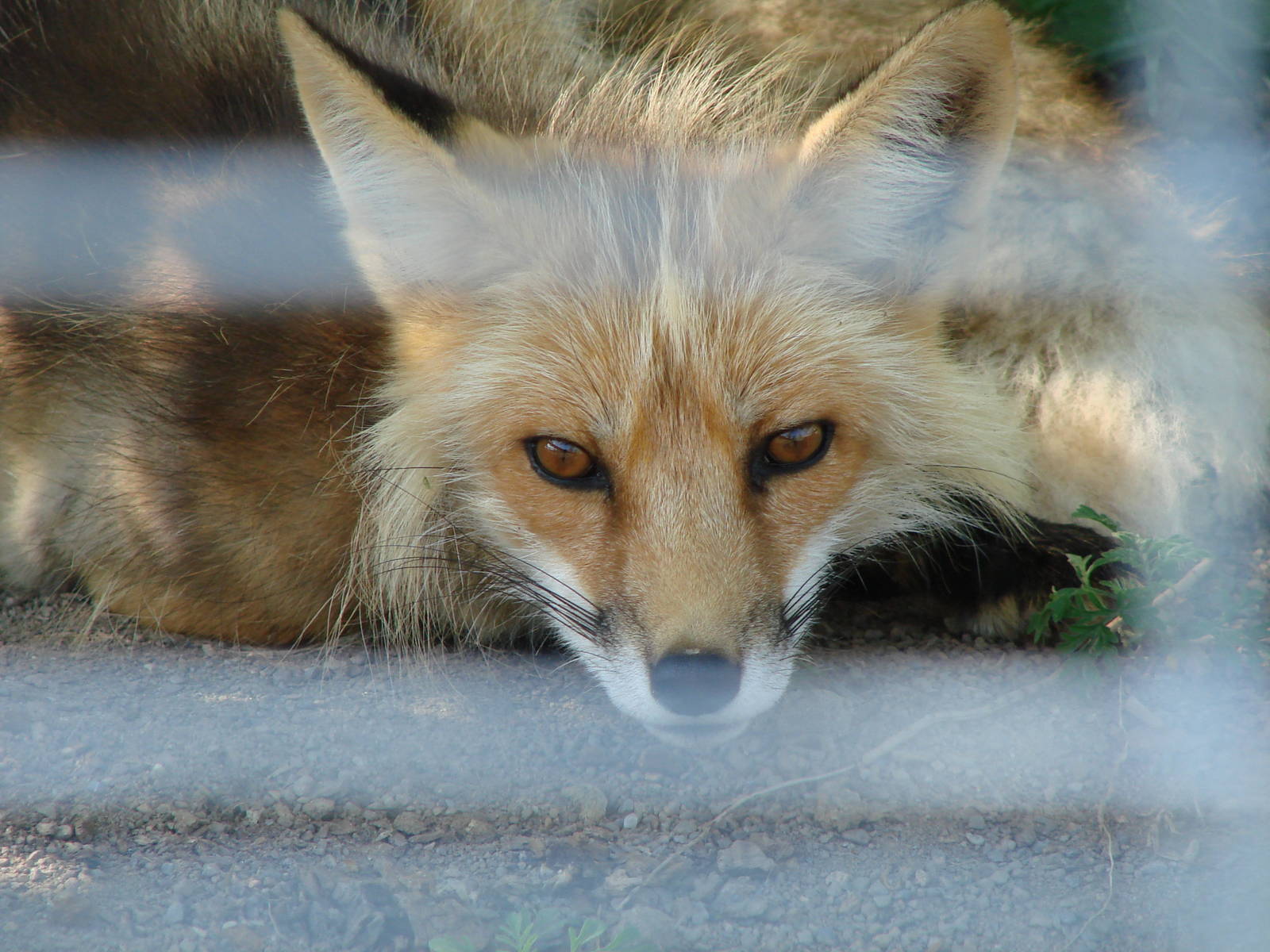 Safari Niagara - June 9th