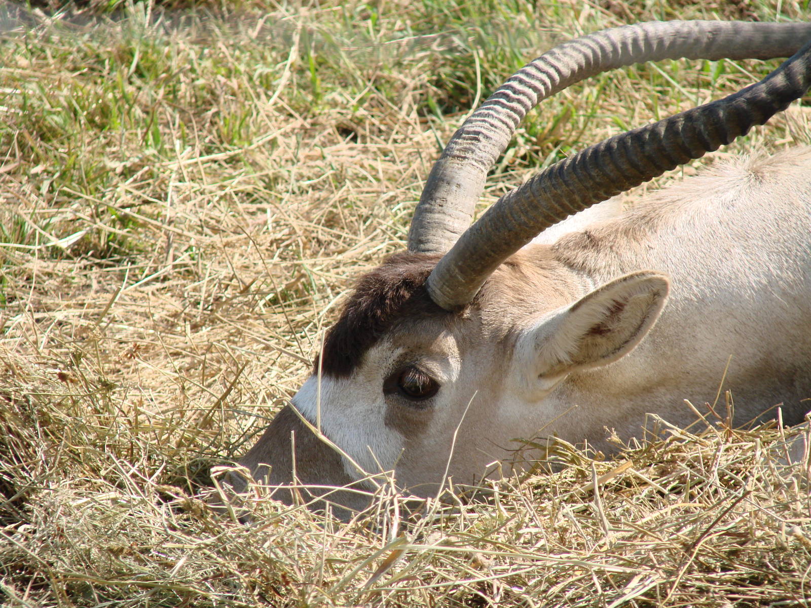 Safari Niagara - June 9th