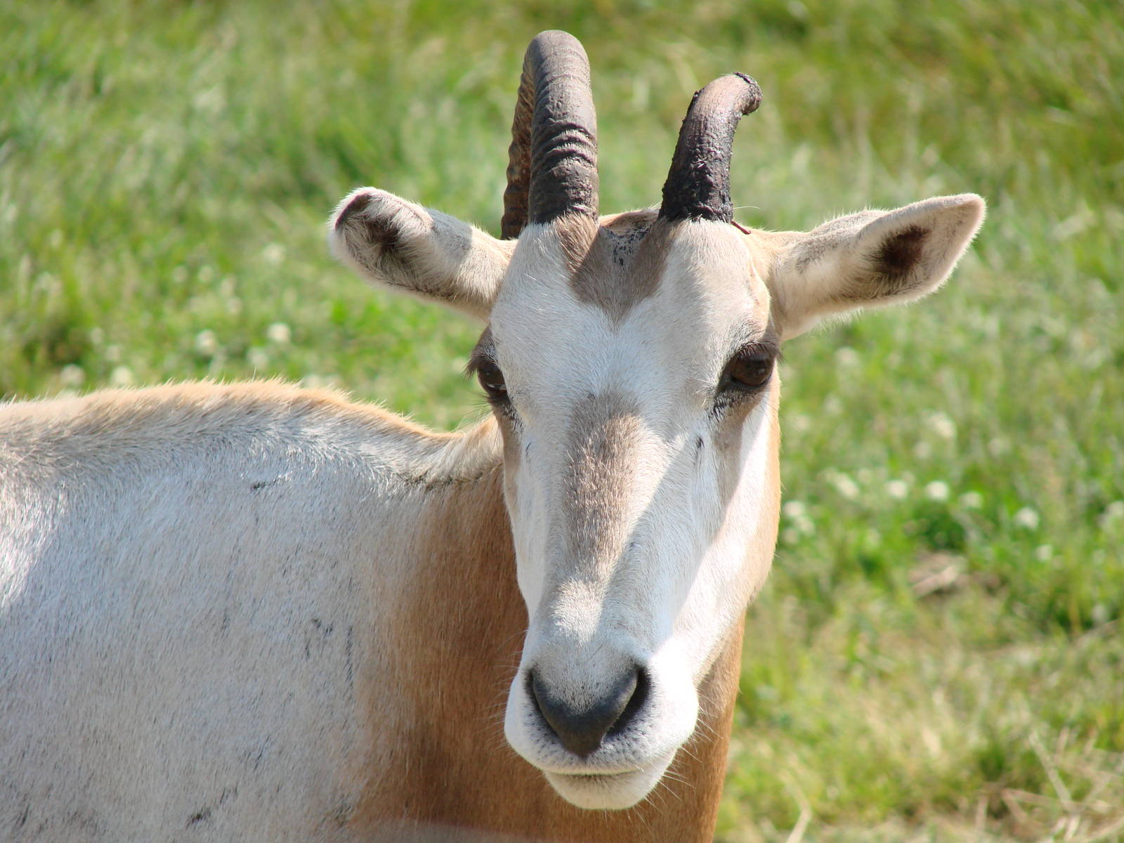 Safari Niagara - June 9th