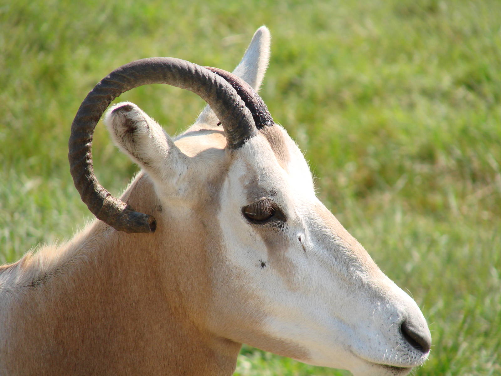 Safari Niagara - June 9th