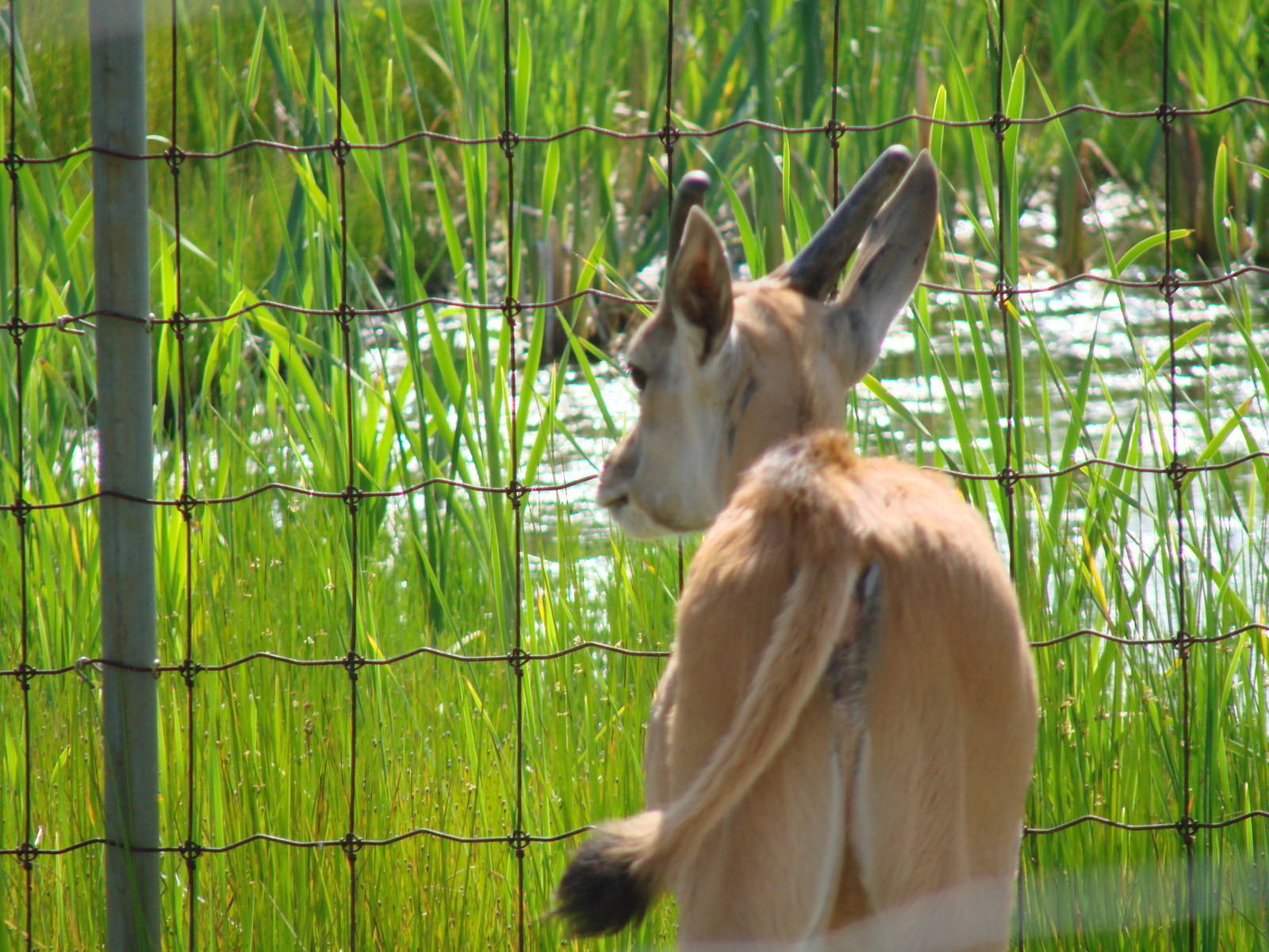Safari Niagara - June 9th