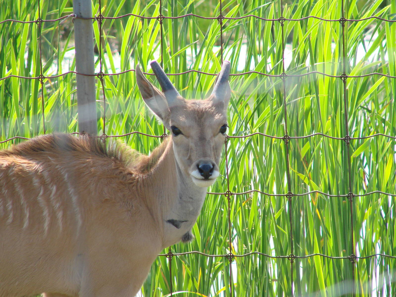 Safari Niagara - June 9th