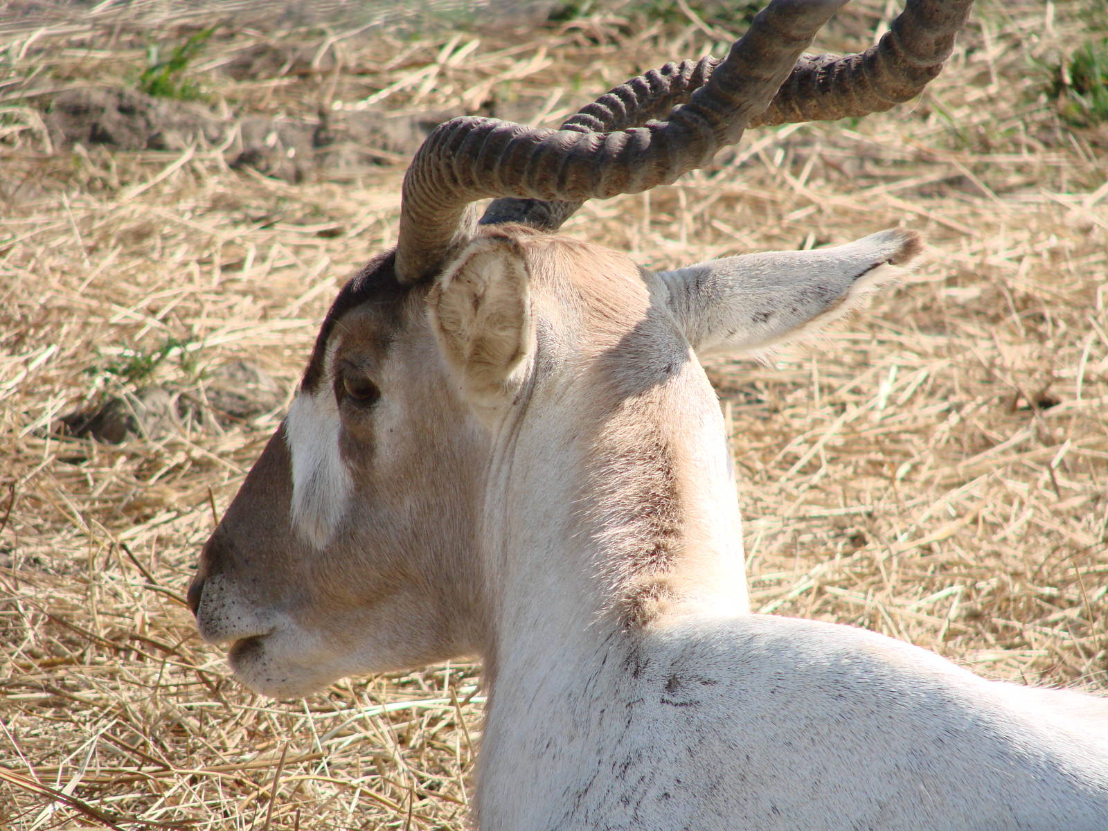 Safari Niagara - June 9th