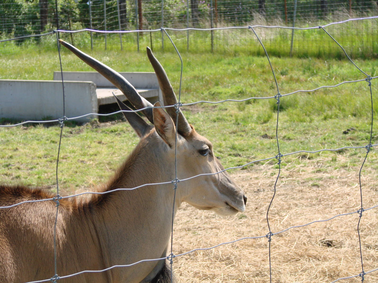 Safari Niagara - June 9th