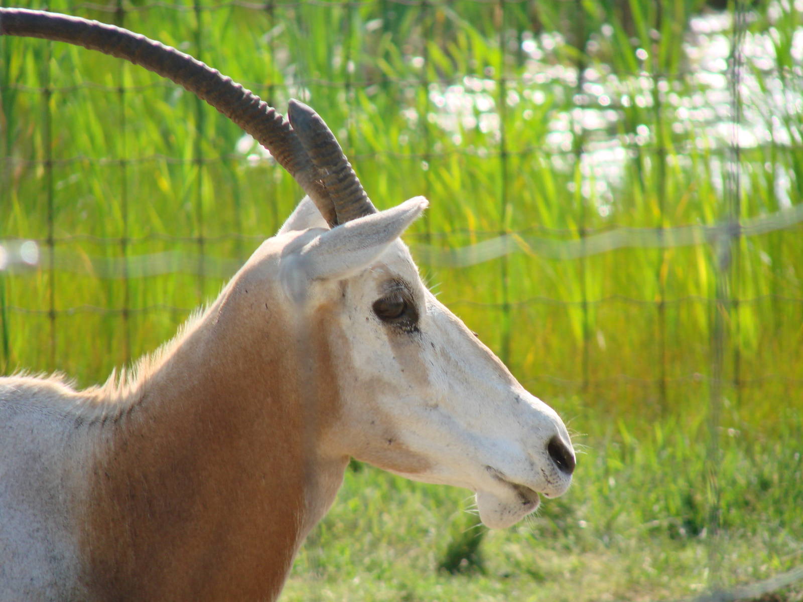 Safari Niagara - June 9th