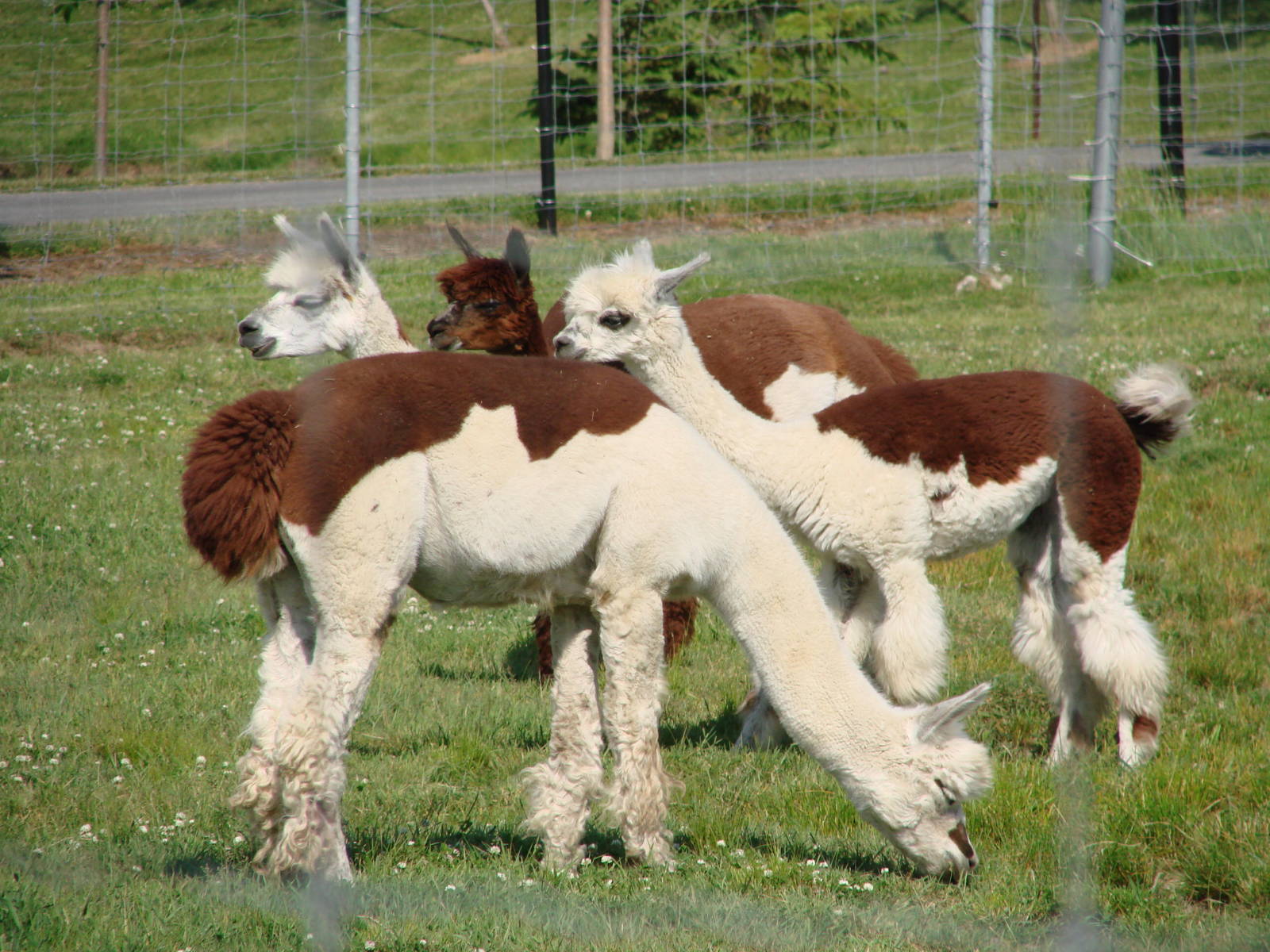 Safari Niagara - June 9th