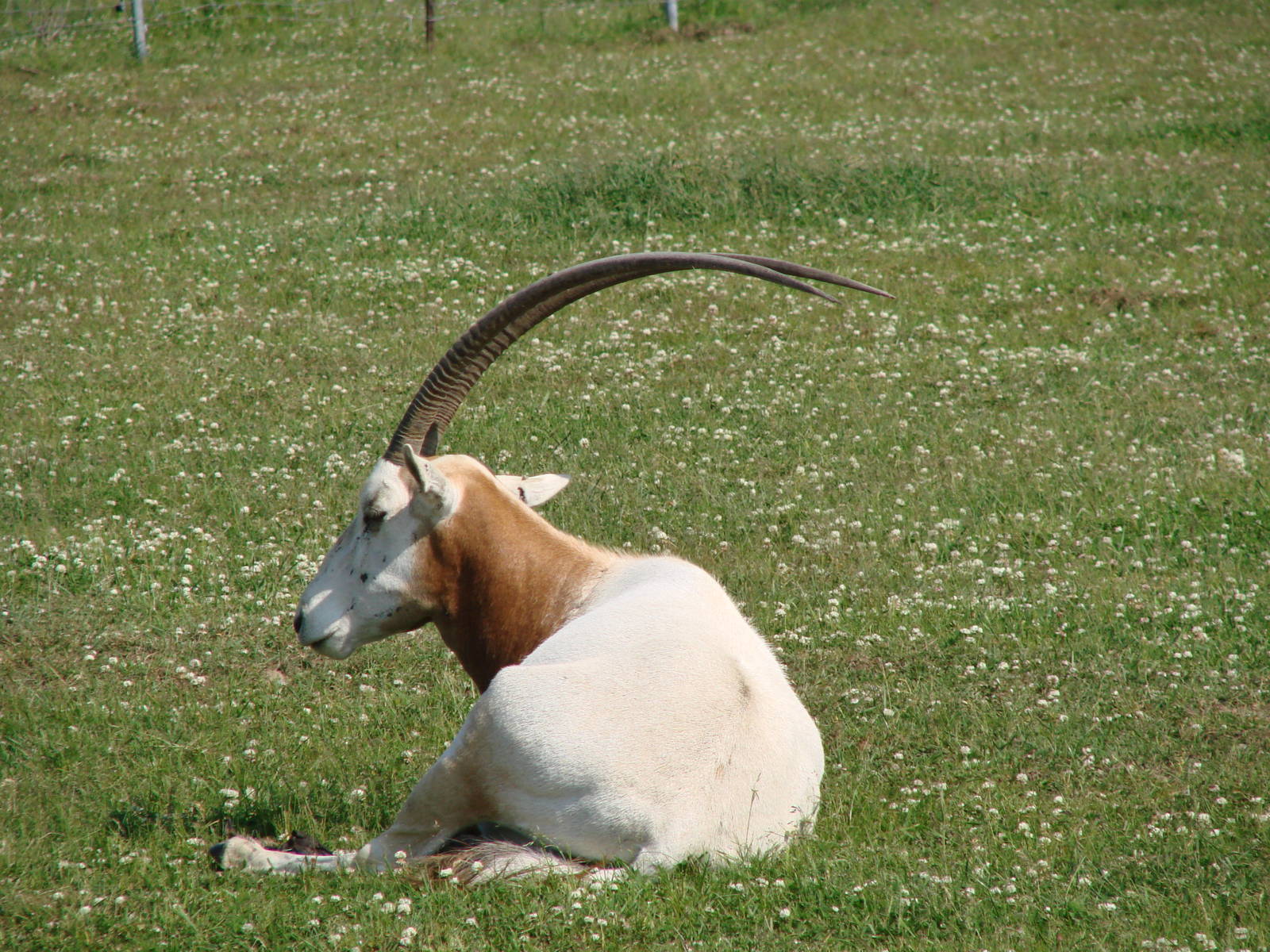 Safari Niagara - June 9th