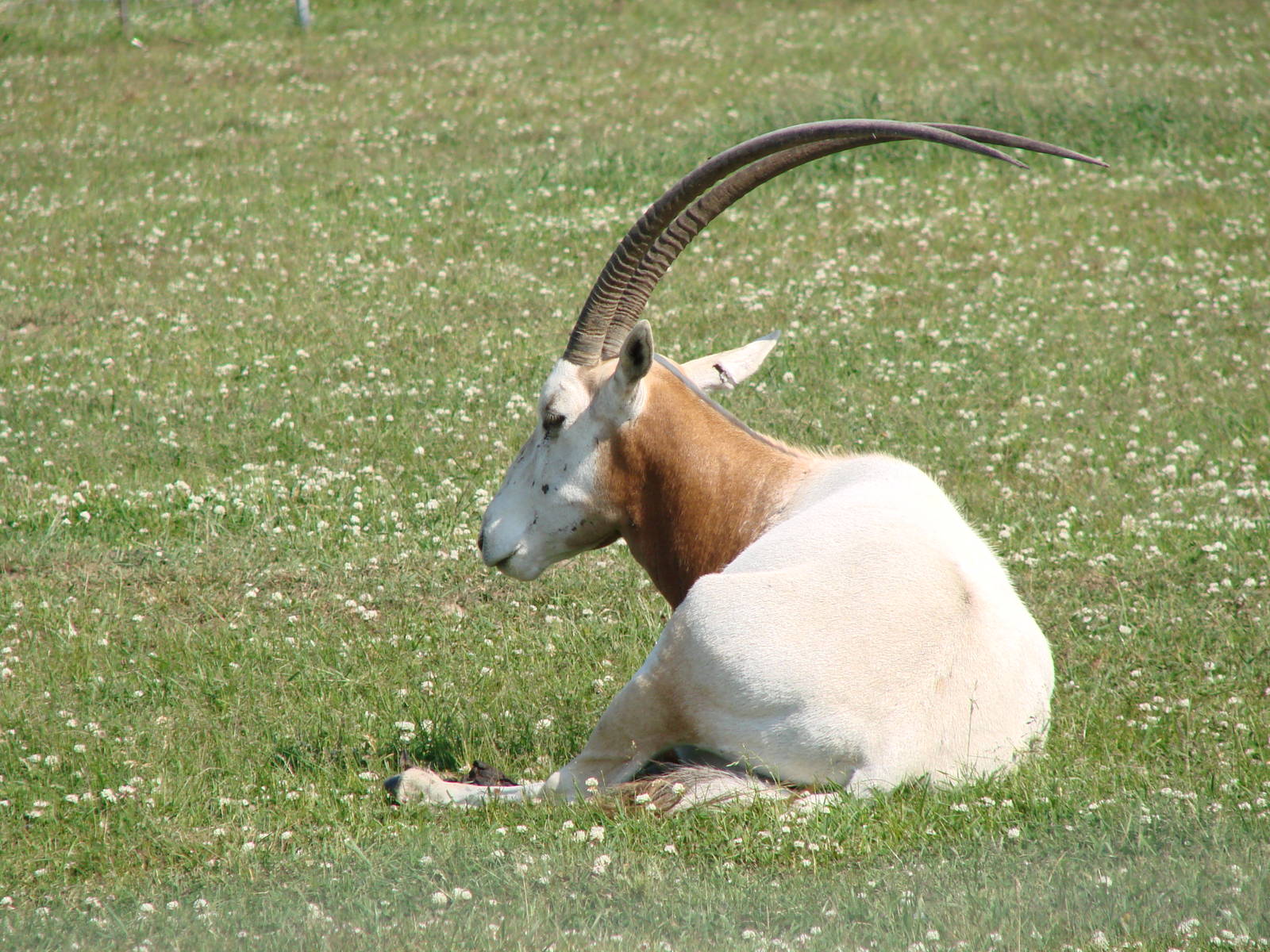 Safari Niagara - June 9th