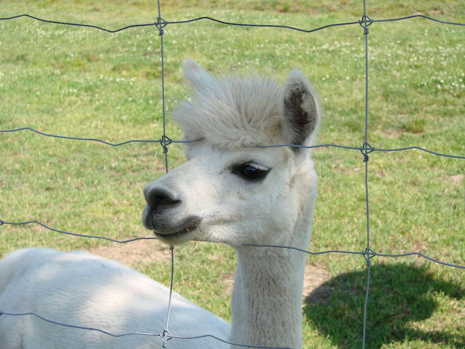 Safari Niagara - June 9th