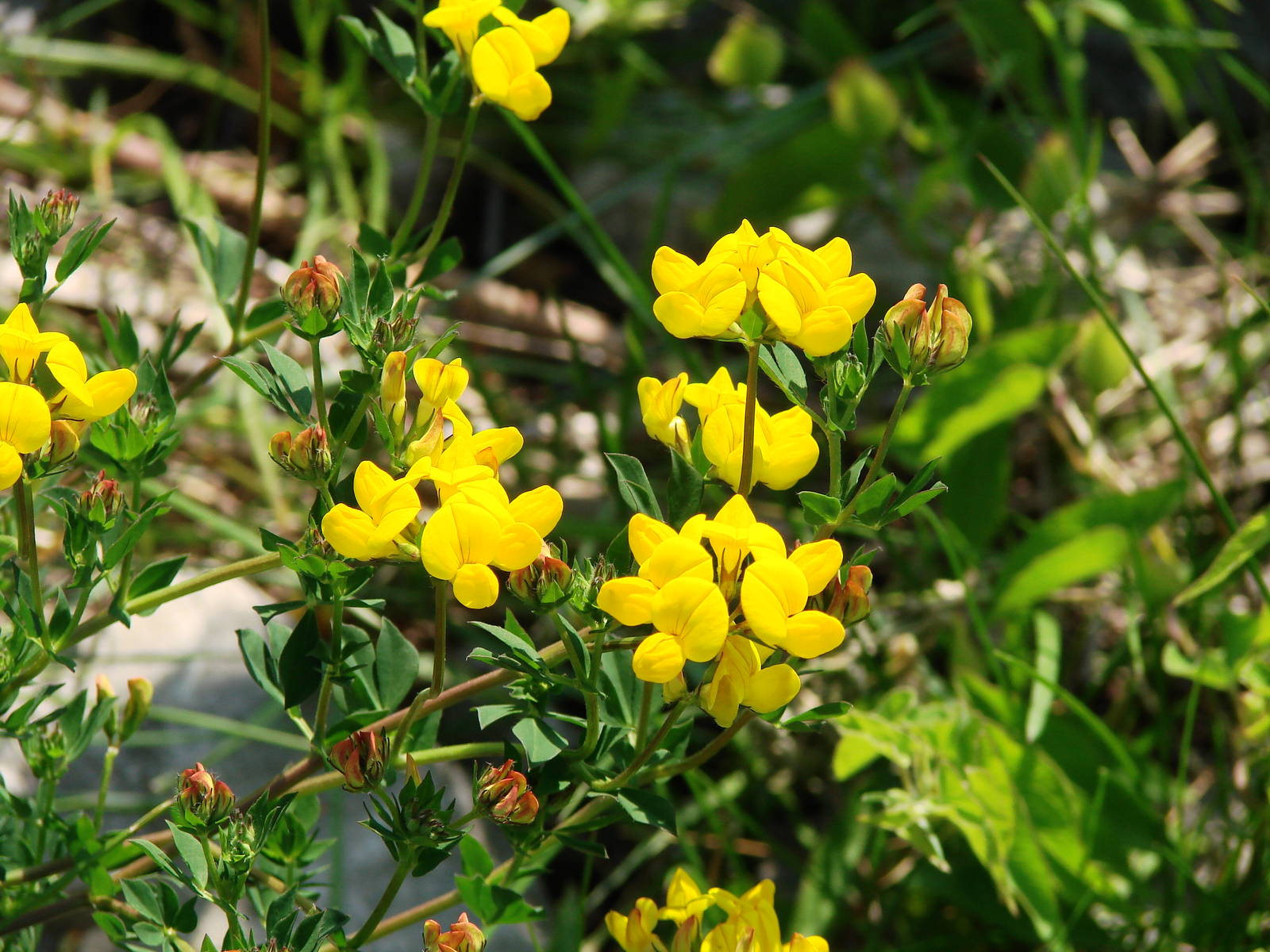 Safari Niagara - June 9th