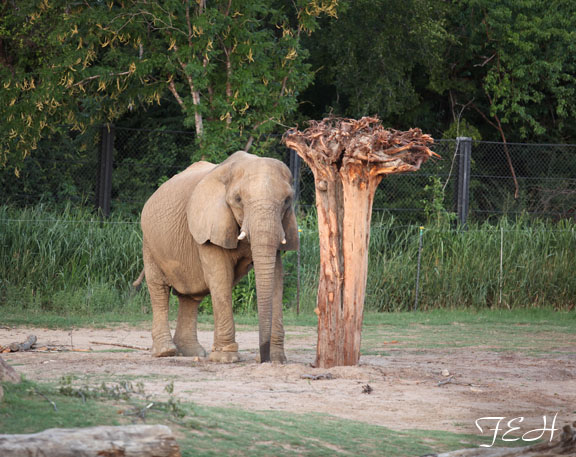Safari Nights, July 27, 2013.