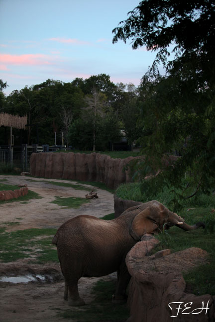 Safari Nights, July 27, 2013.