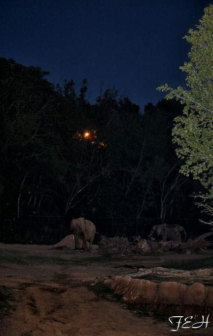 Safari Nights, July 27, 2013.