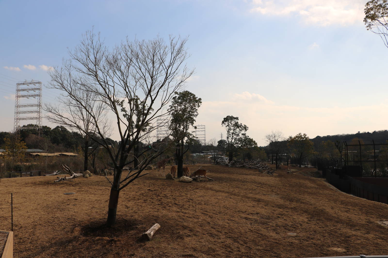 Safari paddock, February 2016