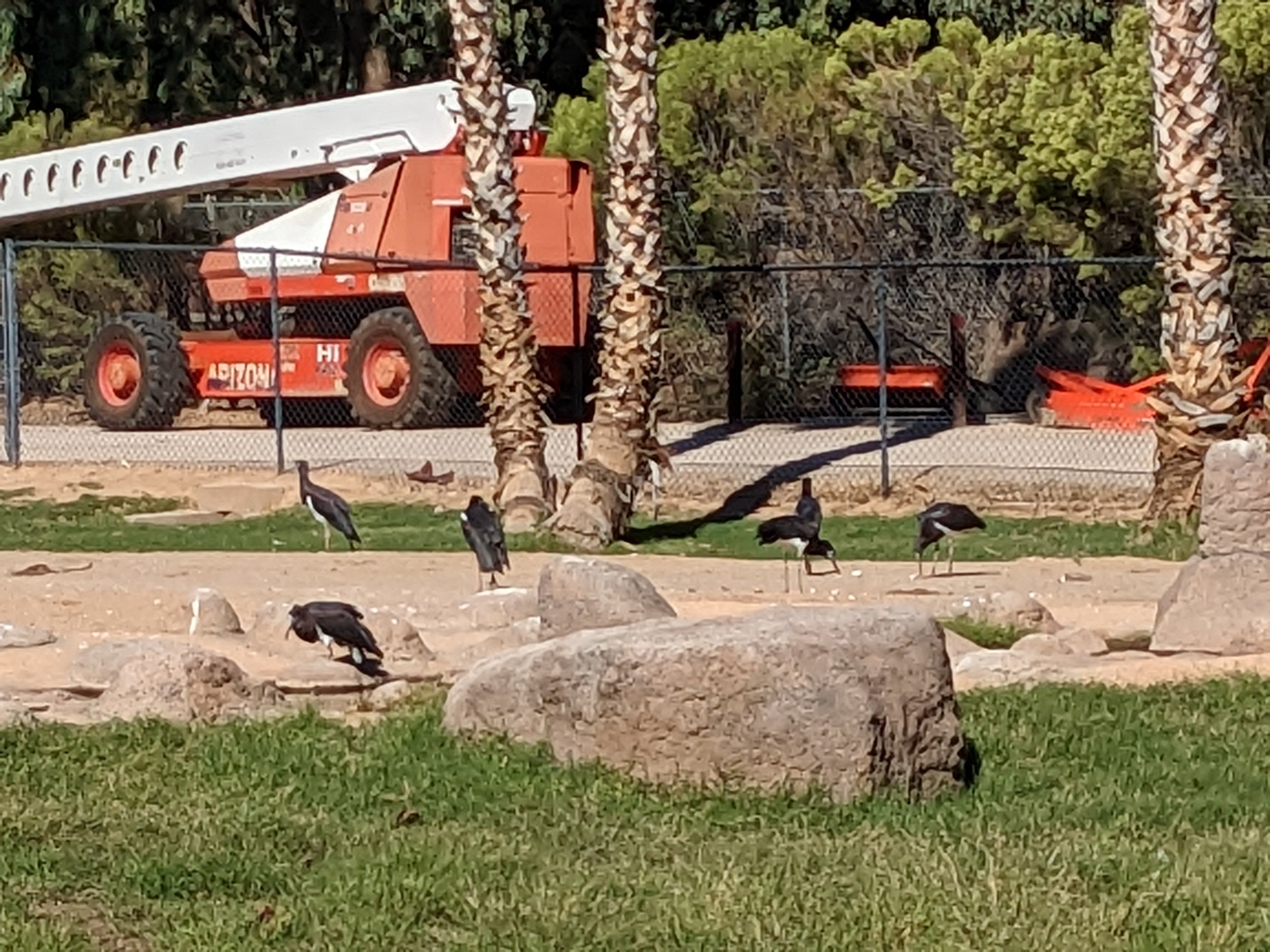 Safari Park - abdim's storks
