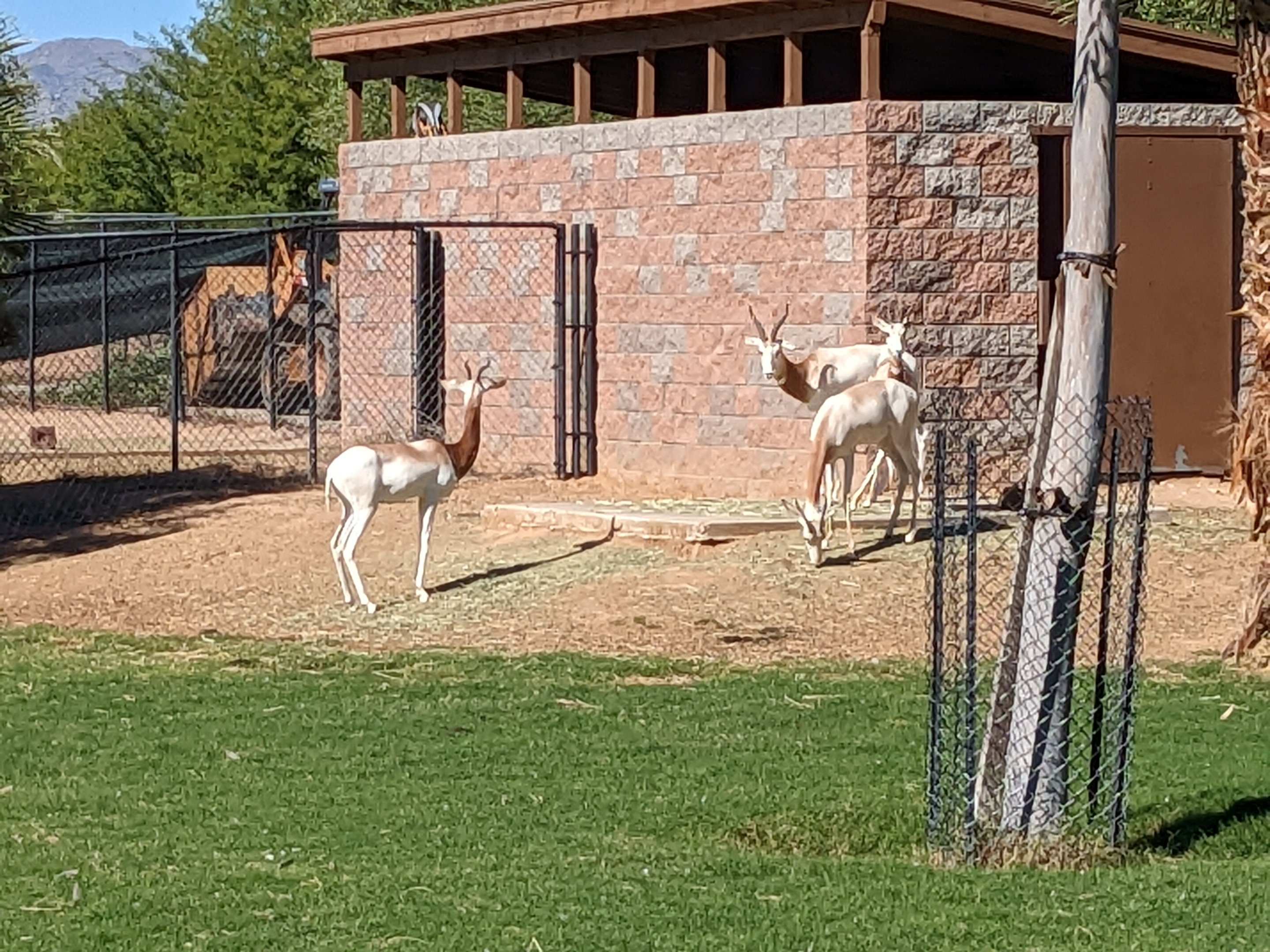 Safari Park - addra gazelle