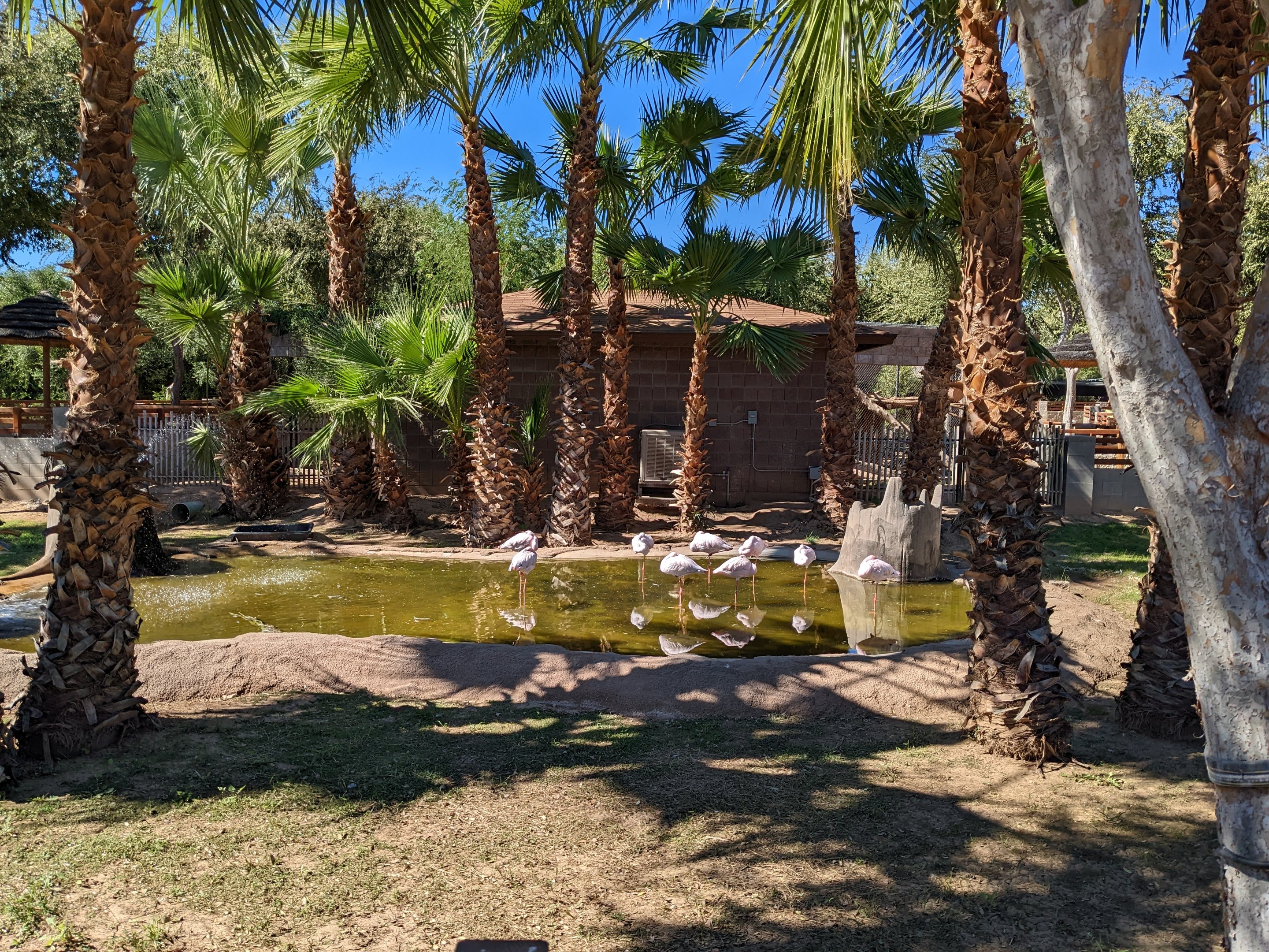 Safari Park - African flamingo