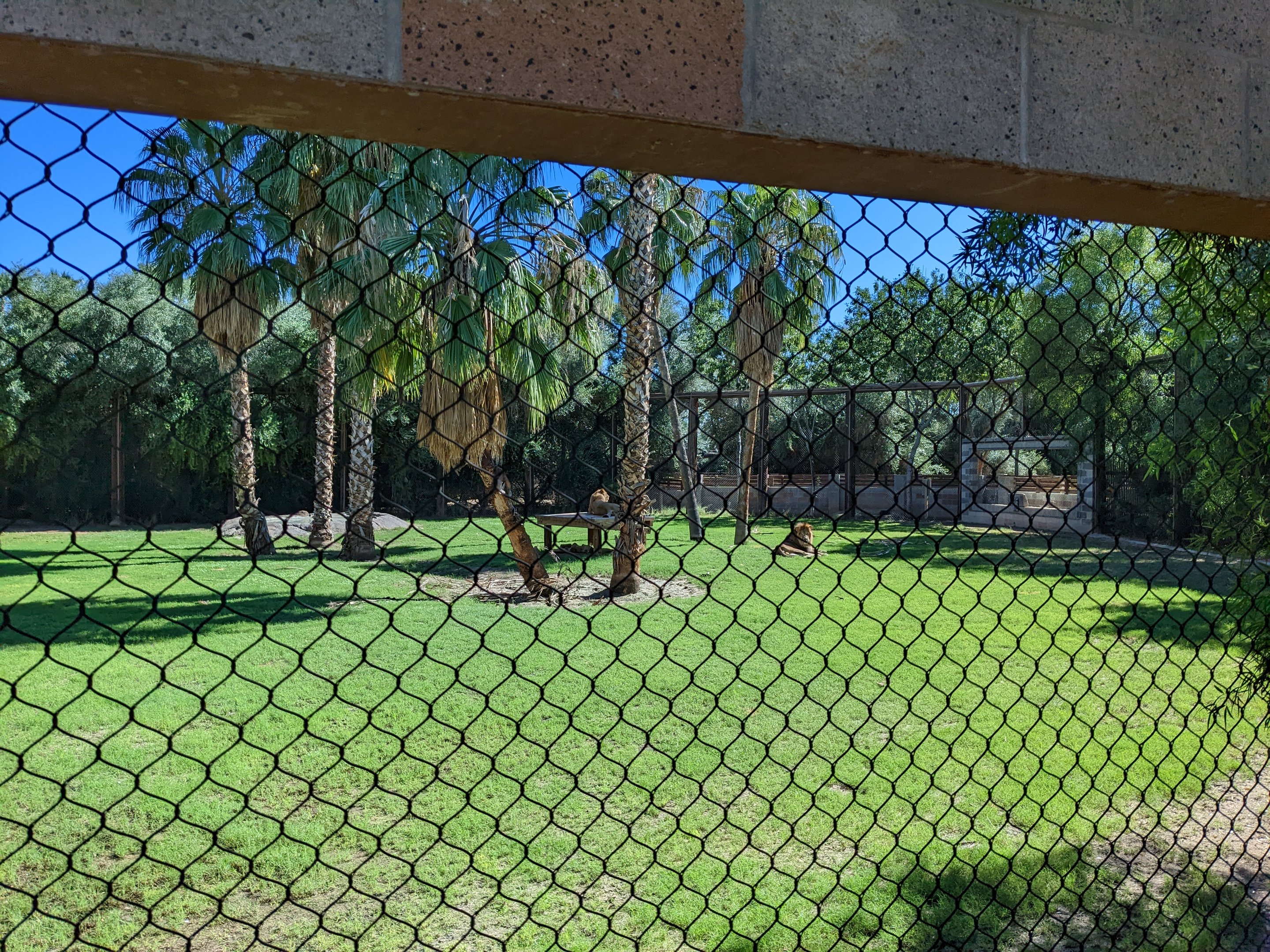 Safari Park - african lion habitat