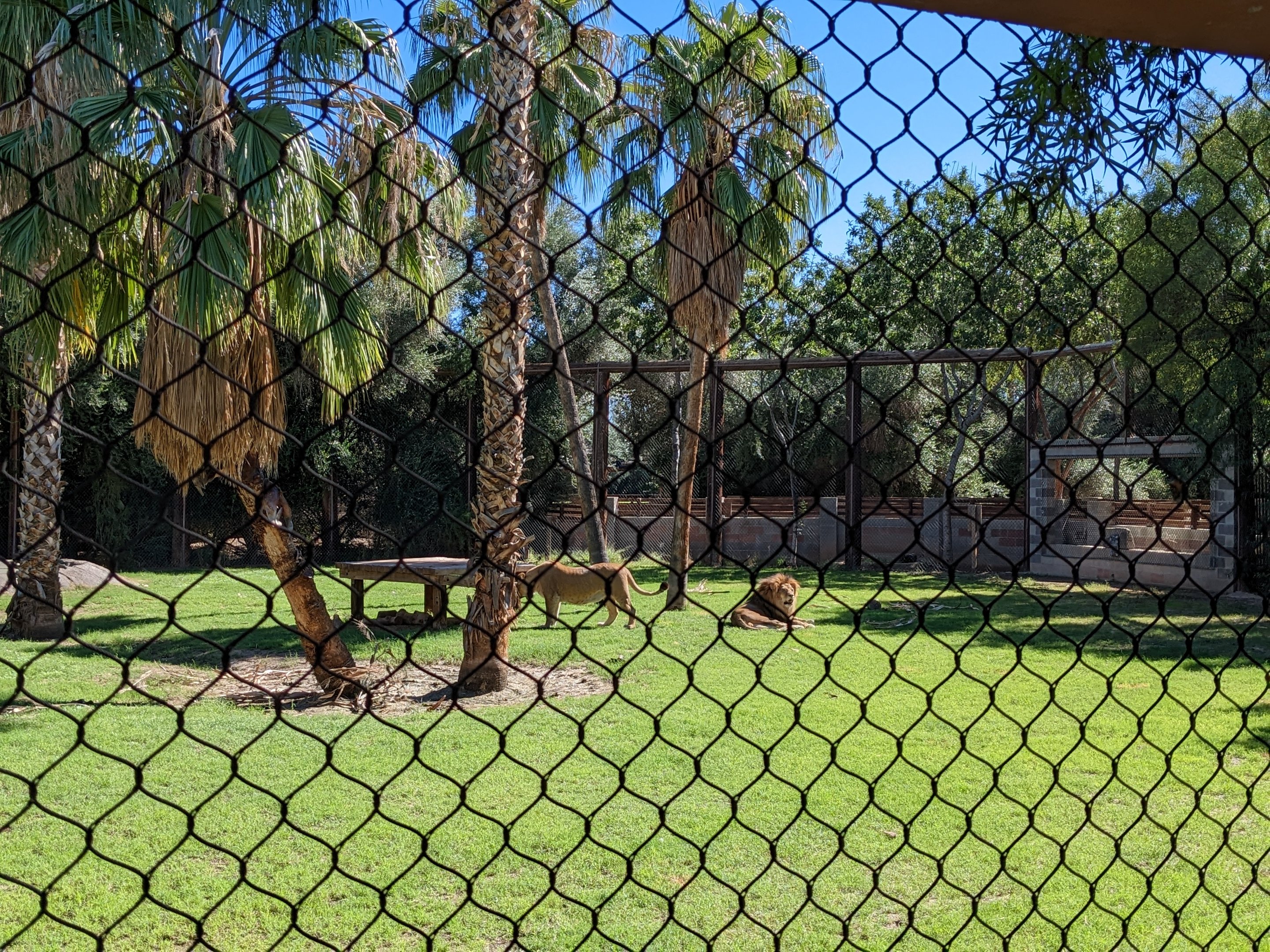 Safari Park - african lion