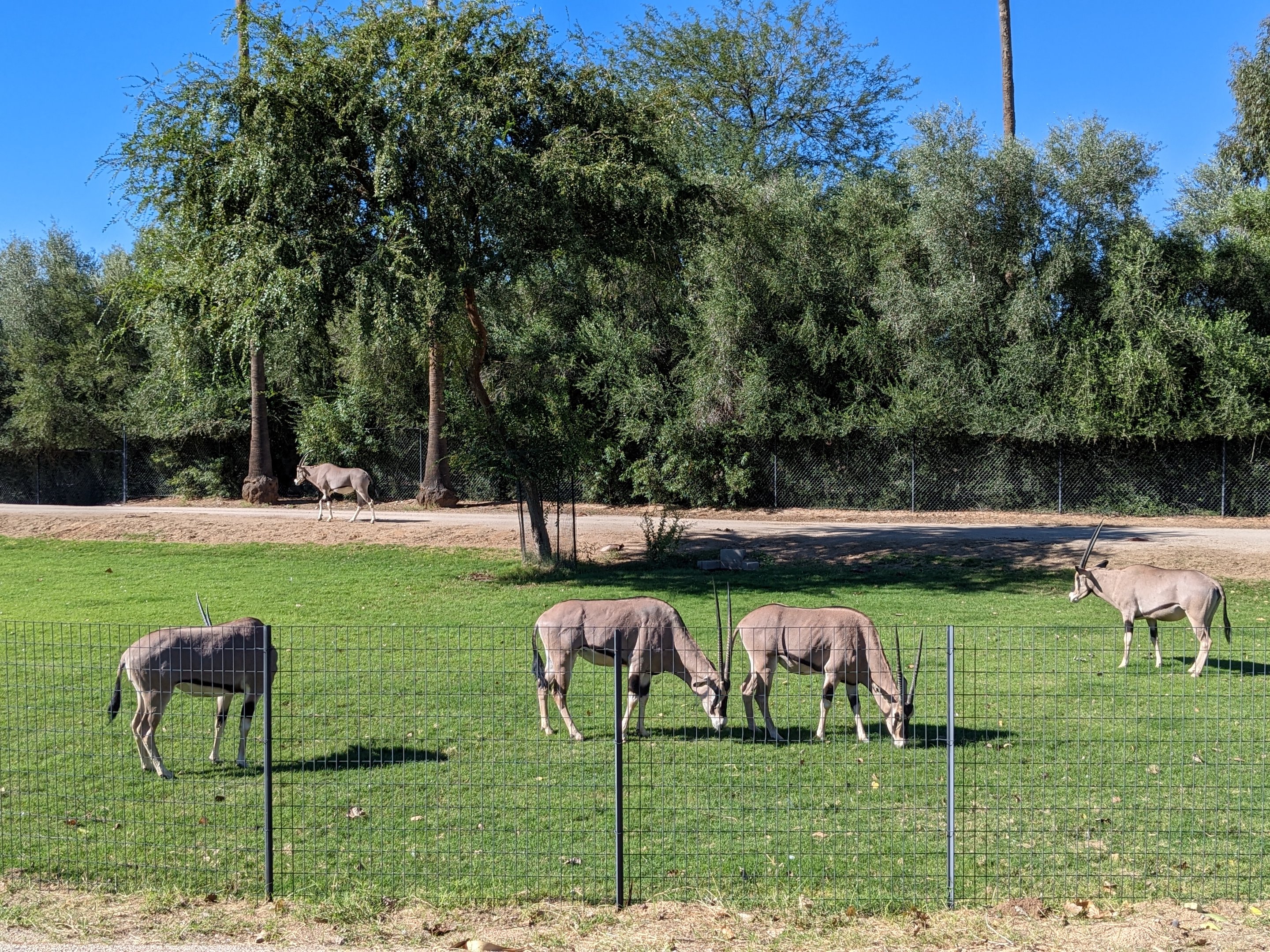Safari Park - Beisa oryx