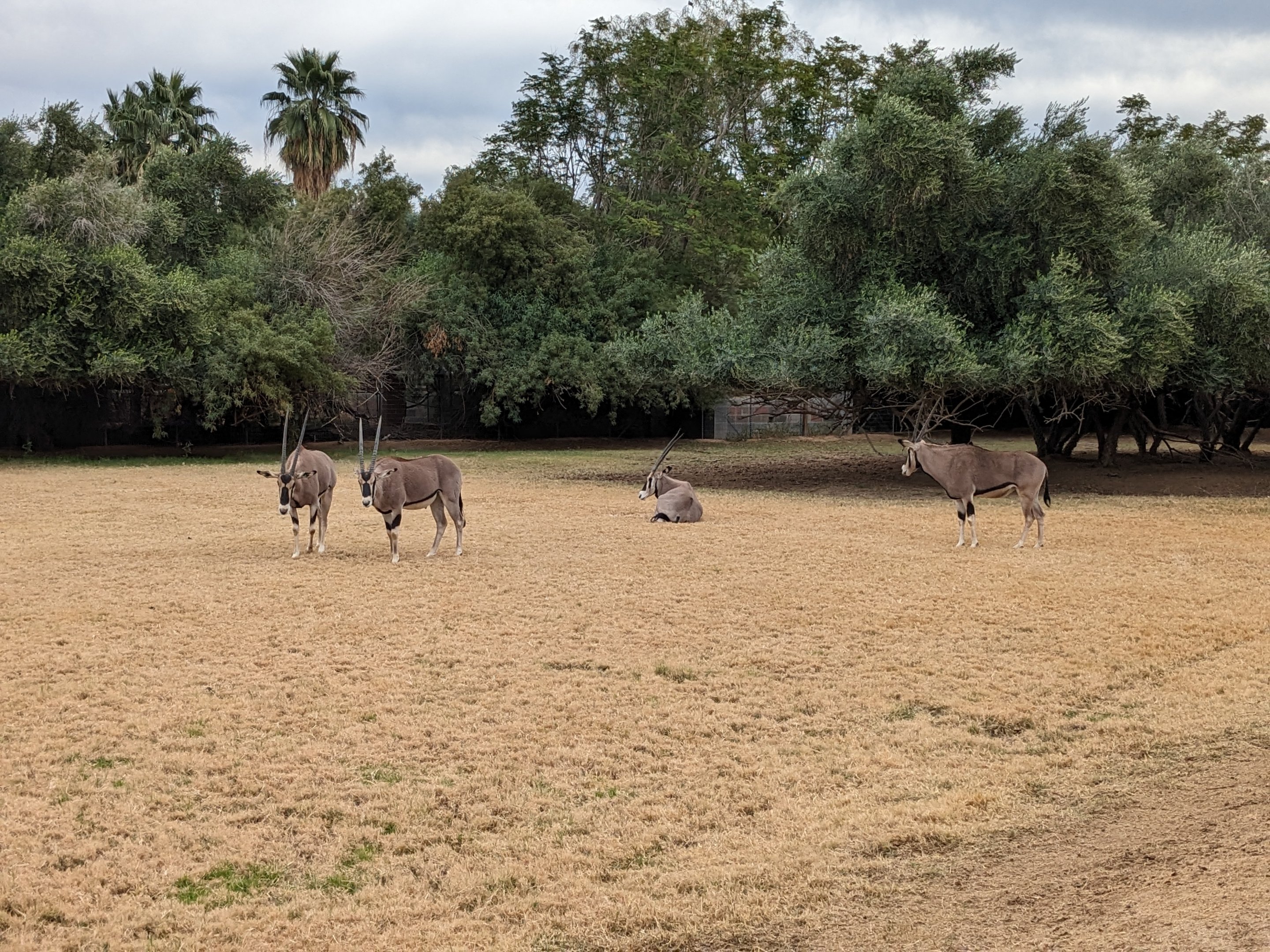 Safari Park -  Beisa