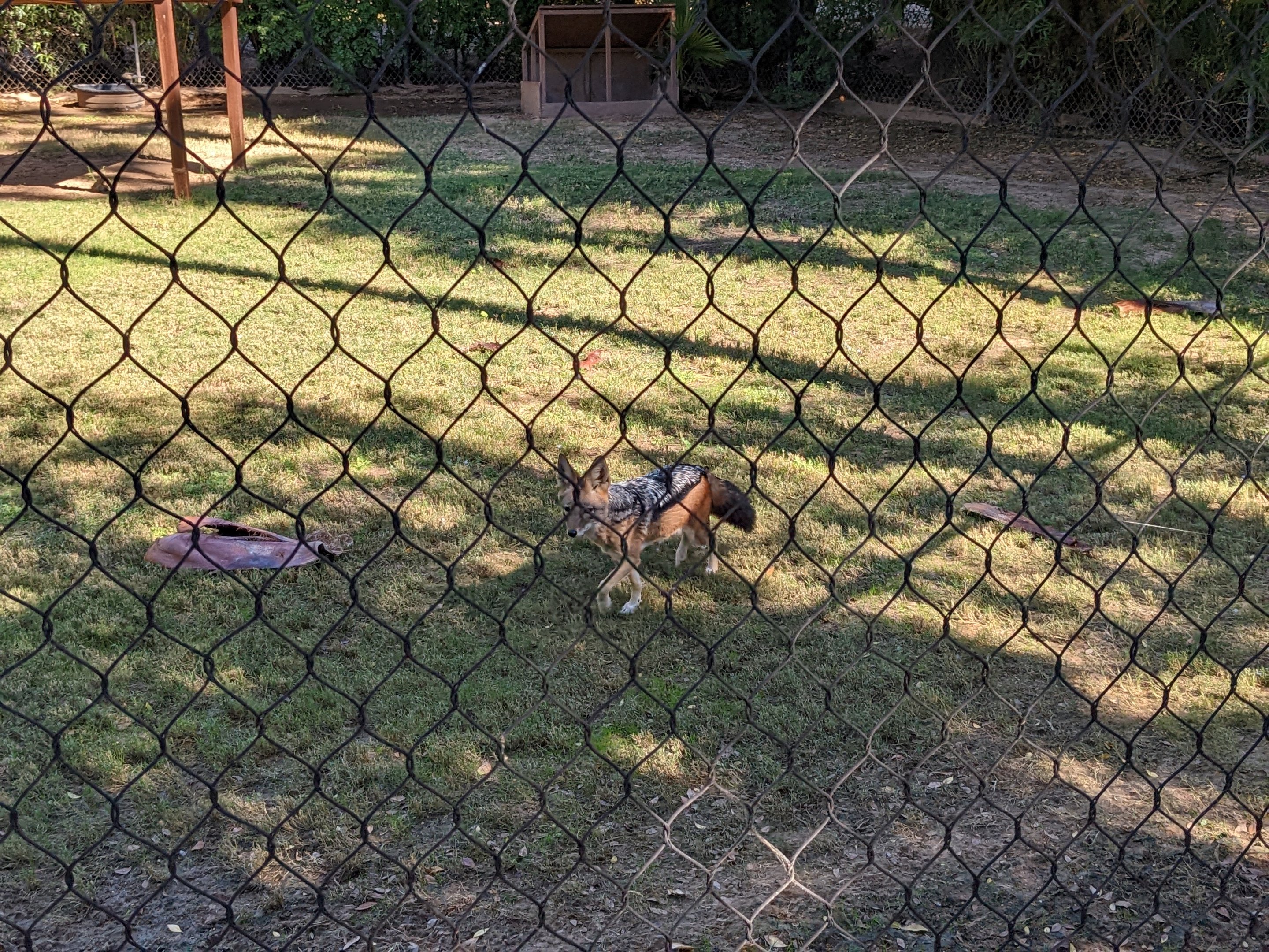 Safari Park - black backed jackel