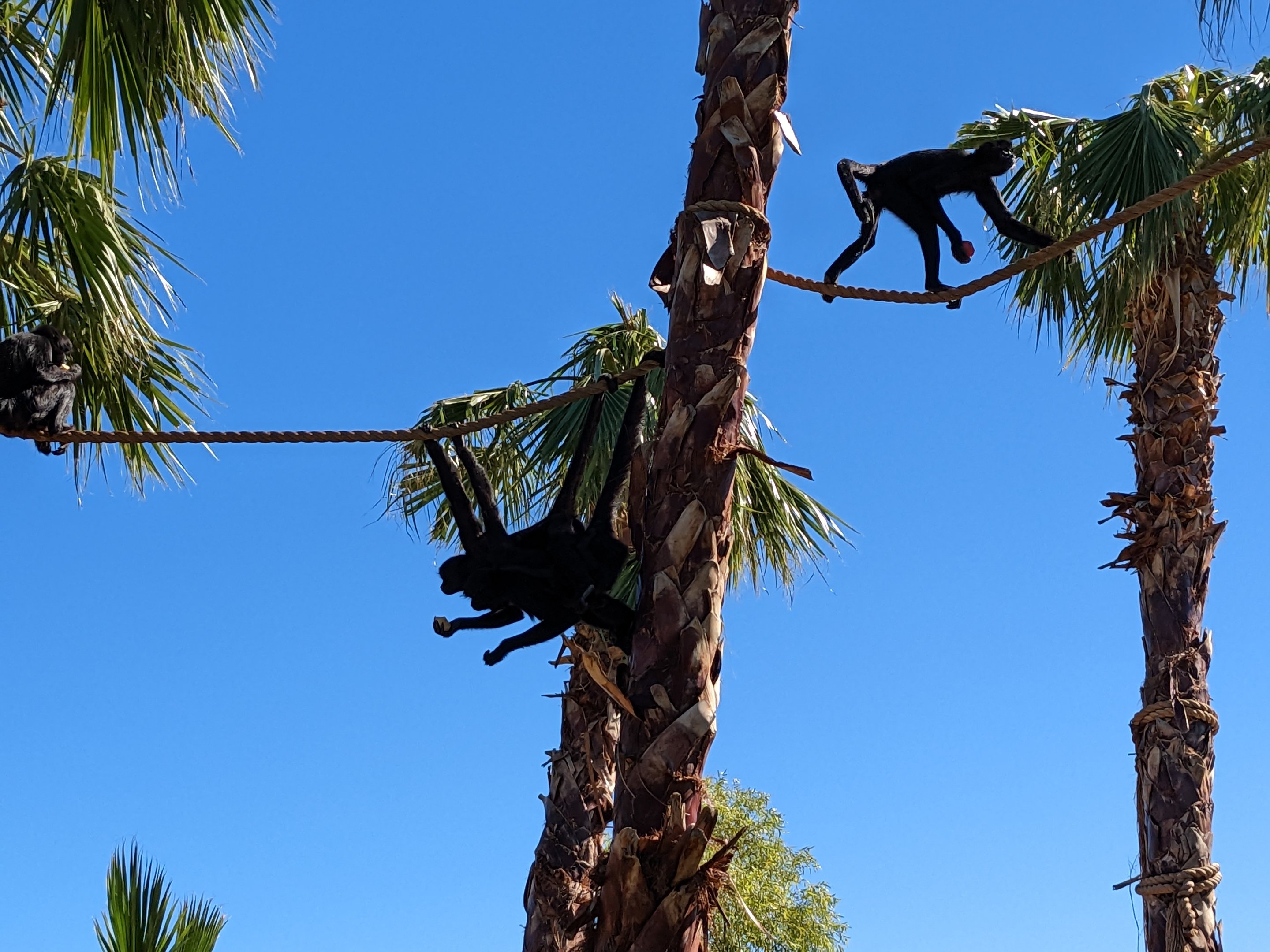 Safari Park - black spider monkey