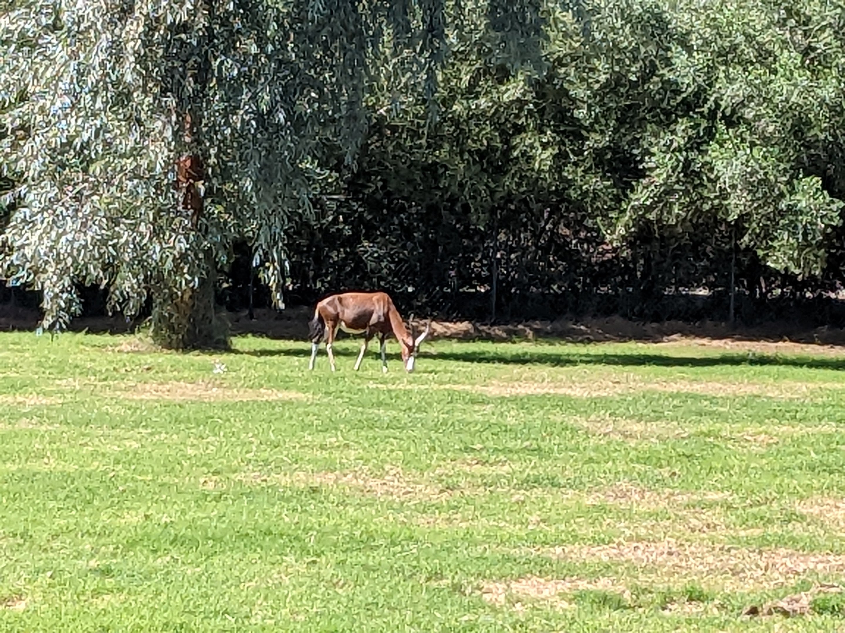 Safari Park - blesbok