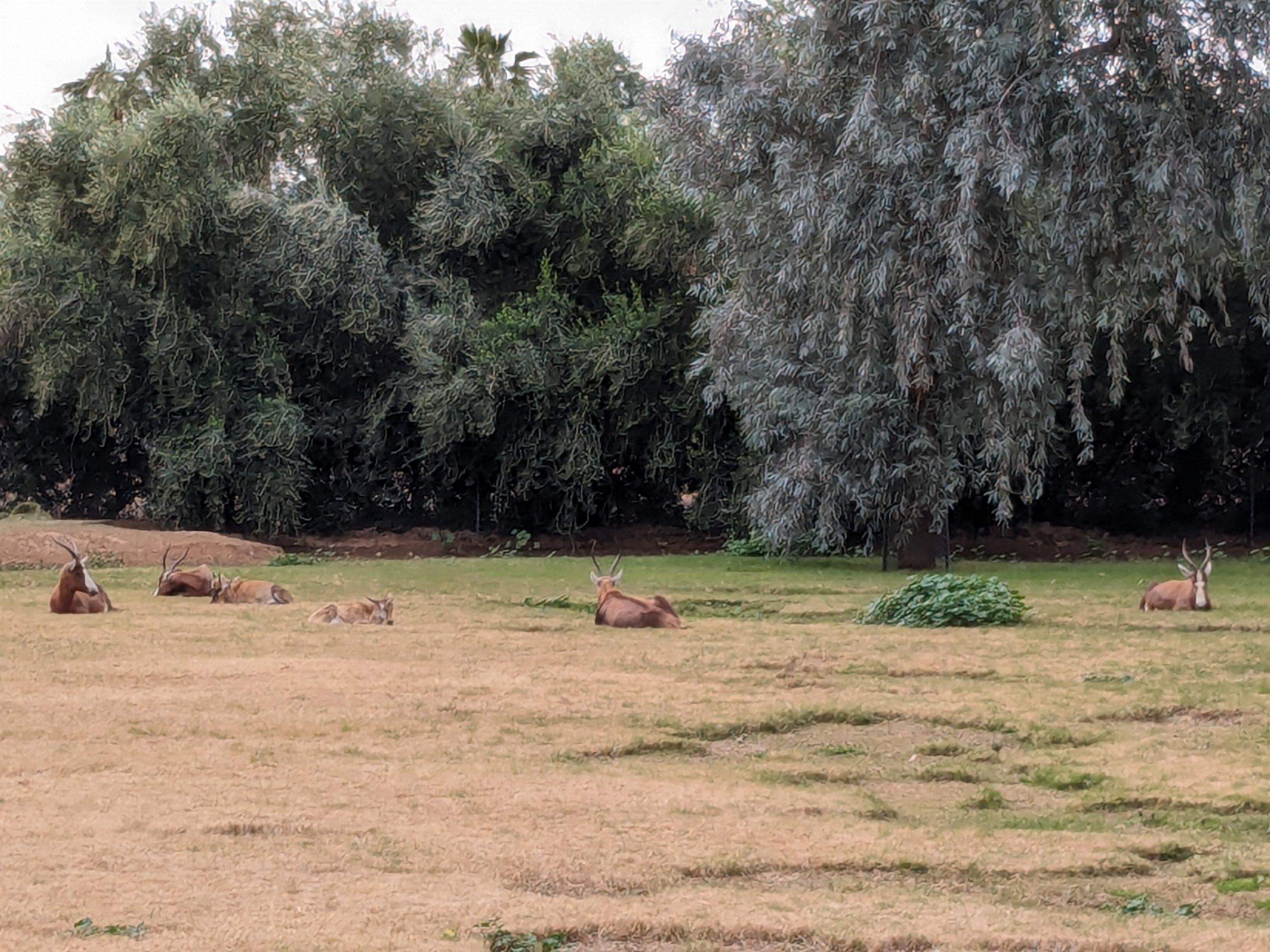 Safari Park - Blesbok
